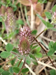 Trifolium ligusticum