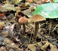 Inocybe hystrix