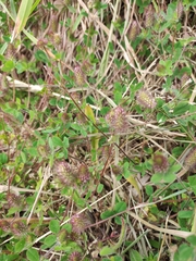 Trifolium ligusticum