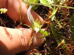 Trifolium barbigerum