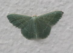 Phaiogramma etruscaria
