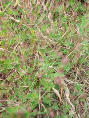 Trifolium ligusticum