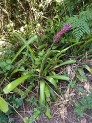 Aechmea gamosepala