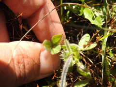 Trifolium barbigerum