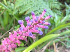 Aechmea gamosepala