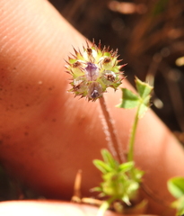 Trifolium grayi
