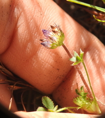 Trifolium grayi