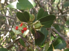 Ternstroemia brasiliensis