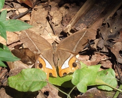 Pierella nereis