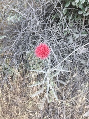 Cirsium occidentale