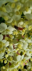 Anaspis maculata