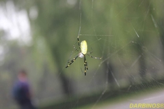 Trichonephila clavata