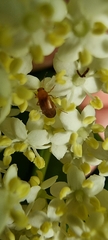 Anaspis maculata