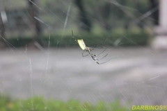 Trichonephila clavata