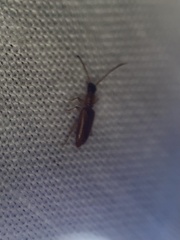 Telephanus