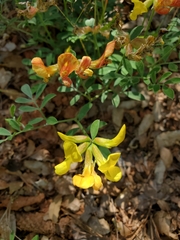 Acmispon grandiflorus var. macranthus