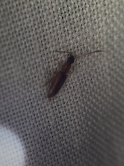 Telephanus
