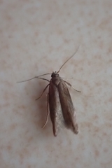 Gelechioidea