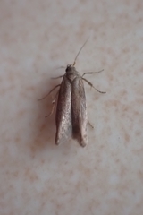Gelechioidea