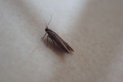 Gelechioidea