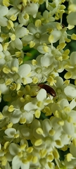 Anaspis maculata
