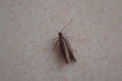 Gelechioidea