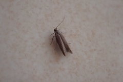 Gelechioidea