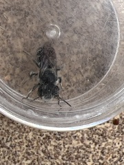 Megachile campanulae