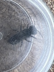 Megachile campanulae