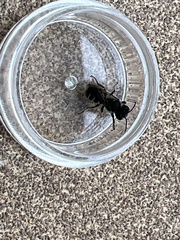 Megachile campanulae