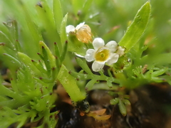 Plagiobothrys scouleri cusickii