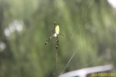 Trichonephila clavata