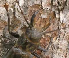 Mallodon chevrolatii