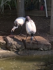 Threskiornis