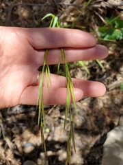 Bromus laevipes