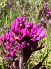 Castilleja ambigua humboldtiensis