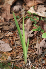 Iris verna