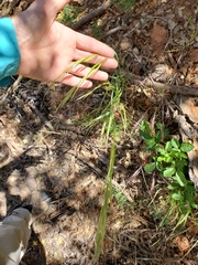 Bromus laevipes