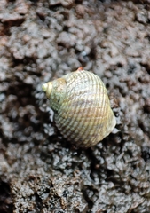 Tectarius striatus