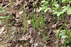 Iris verna