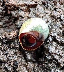 Tectarius striatus