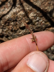 Carex xerophila