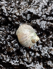 Tectarius striatus