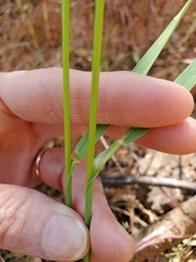 Bromus laevipes