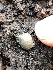 Tectarius striatus