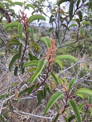 Malosma laurina