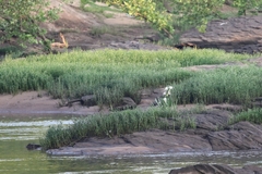 Hymenocallis coronaria