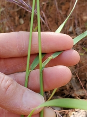 Bromus laevipes