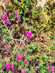 Daboecia azorica
