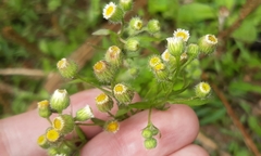 Erigeron laevigatus